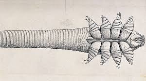 Image result for Demodex folliculorum