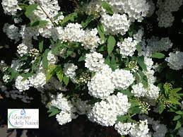 Check spelling or type a new query. Il Giardino Delle Naiadi Candide Cascate Con Spirea X Vanhouttei