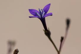 Image result for Oldenlandia affinis