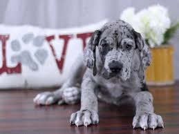 They are really great with childern. Great Dane Dog Female Blue Merle 2175816 Petland Lewis Center