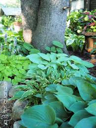 7 Tips For Growing Hostas In Your Garden - Craft Klatch