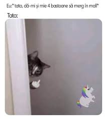 How to choose a cat door. Cat In Doorway Showing F Ck You Template Memetemplatesofficial
