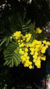 Check spelling or type a new query. Mimosa Pudica The Sensitive Plant Vesna