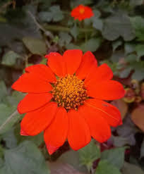 Image result for Tithonia rotundifolia