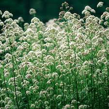 Image result for Valeriana capensis