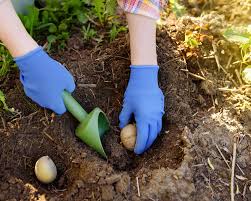 Je nach sorte und region kann der zeitpunkt deshalb variieren. Online Live Seminar Kartoffelanbau Im Eigenen Garten 22 04 2021 Sachsischer Kartoffelverband E V