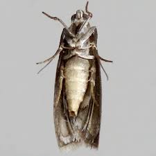 Image result for Cryptoblabes bistriga