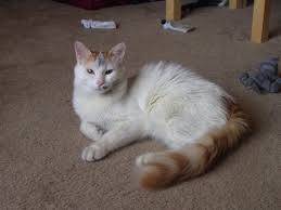 They are very intelligent cats. Turkish Van