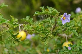 Image result for Solanum linneanum