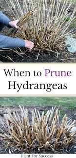 When To Prune Hydrangeas Planting Hydrangeas When To Prune Hydrangeas Hydrangea Care