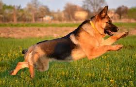 Check spelling or type a new query. The German Shepherd Life Span And All You Need To Know K9 Web