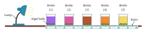 In the photosynthesis worksheet students will investigate formulas reactants and products for photosynthesis. Lesson Worksheet Investigating Photosynthesis Nagwa