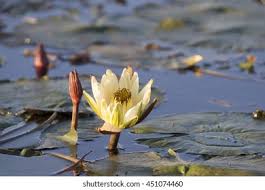 Image result for Endostemon tereticaulis