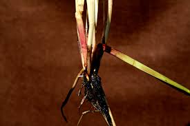 Image result for Eleocharis acutangula