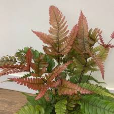 Image result for Pteris