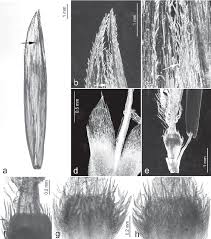 Image result for Ctenium longiglume
