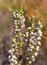 Image result for Selaginella imbricata