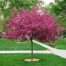 'purple prince' is a cross of (malus 'bluebeard' by malus 'liset') by malus 'garnet' that was developed by john l. Royal Raindrops Crabapple Tree Naturehills Com
