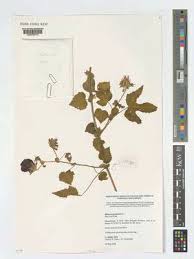 Image result for Hibiscus migeodii