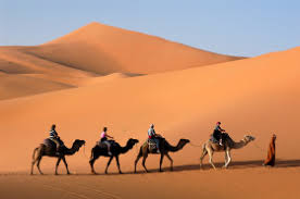 Camel humps do not store water, unlike pop culture has lead you to believe. What Is A Dromedary Wonderopolis