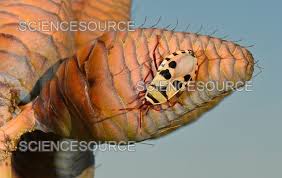 Image result for Arthraerua leubnitziae