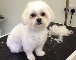 Terrier Maltese Icin Bakim Onerileri