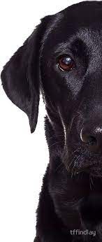 Black Lab Sticker By Tffindlay Black Labs Dogs Black Lab Puppies Lab Puppies