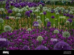 Image result for Alliaceae