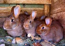 Lapin Cuniculture Index Methodes D Elevage Des Lapins Elevage De Lapin Lapin Animaux