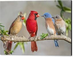 Blue Birds That Look Like Cardinals The Bluebirds Meet The Redbirds Canvas Print Canvas Art By Bonnie Barry Blue Bird Pet Birds Beautiful Birds