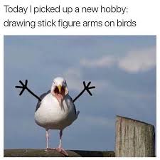 A New Hobby Funny Memes Memes Funny Animals