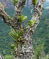 Image result for Rhipidoglossum pusillum