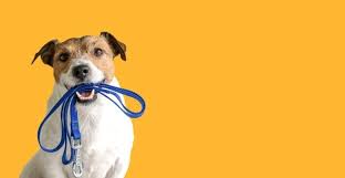 Check spelling or type a new query. Dog Leash Hardware What Snap Hook You Need To Make A Dog Leash