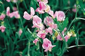 We did not find results for: Top 10 Fast Growing Annual Flowers Birds And Blooms