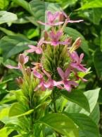 Image result for Ruspolia seticalyx