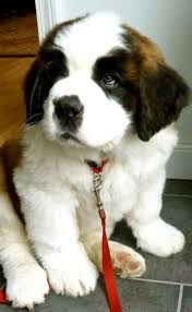 St Bernard Puppy Fluffy Dogs Cute Animals Puppies