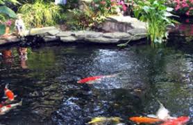 Idealnya kolam pemijahan memiliki ukuran 3×6 meter. Tips Dan Cara Memelihara Ikan Koi Di Kolam Yang Tepat Pusat Ikan Koi