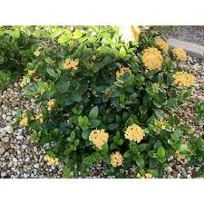 Image result for Ixora seretii