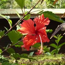 Image result for Hibiscus rostellatus