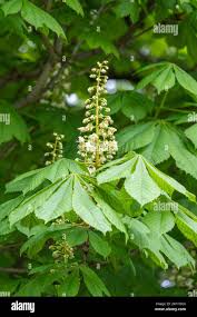 Image result for Sapindaceae