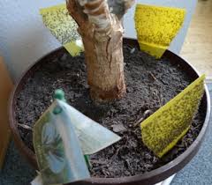 Damit werden die nährstoffe für andere. Mein Kampf Gegen Die Kleinen Fliegen In Der Blumenerde Erfahrungen Querbeet