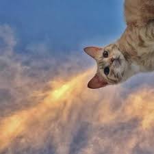 Pin By Hoodyonce On Fluffy Cute Cat Wallpaper Cute Cats Cat Wallpaper