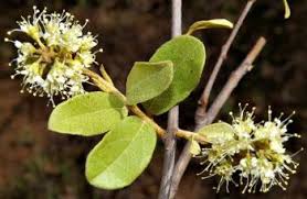 Image result for Combretum hereroense