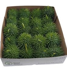 Image result for Cucumis hirsutus