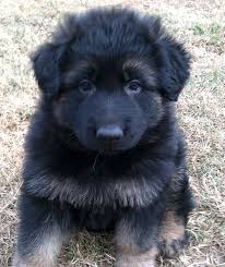 The german grandma paid a special visit wow. 6 Week Old Black German Shepherd