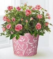 Temperature requirements for indoor miniature roses. Miniature Rose Bush Indoor Care Indoor Roses Plant Indoor Roses Rose Plant Care