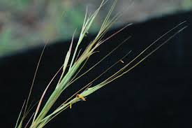 Image result for Hyperthelia dissoluta