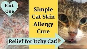 Home Remedy For Cat With Itchy Inflamed Skin Allergy Relief Youtube