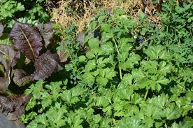 Image result for Rhigozum brevispinosum