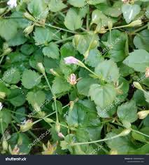 Image result for Torenia crustacea